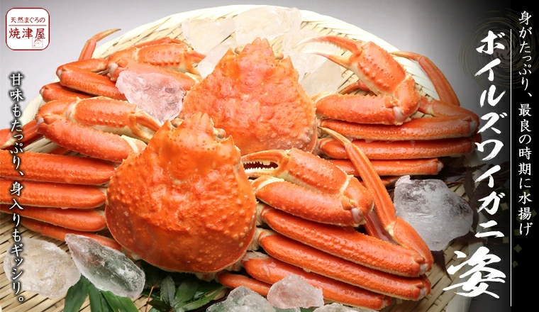 ボイルズワイガニ600g×2尾 焼津屋厳選 凝縮した旨味と甘み 芳醇な味 たっぷり大容量 ずわいがに姿 ギフト 贈り物 贈答品 ギフト対応 無料メッセージカード 作成無料のし作成 解凍方法のレシピ付き オンラインショッピング 通信販売 通販 ネットショッピング ネット販売 お取り寄せグルメ お取り寄せおつまみ 海鮮 酒の肴 海鮮グルメ