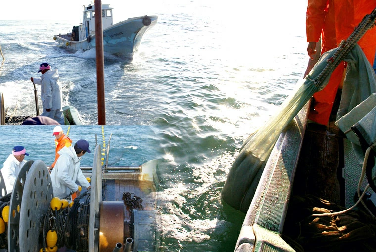 しらす干しシラス干ししらす静岡鮮度が違う！水揚げ当日に茹でたものを鮮度を保ち発送します！お取り寄せグルメ