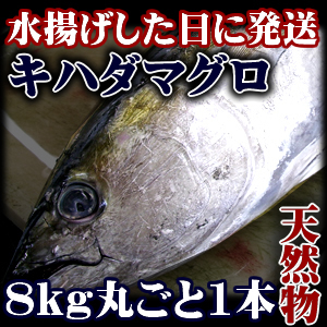 近海生まぐろ 1本 8kg以上 天然まぐろの焼津屋