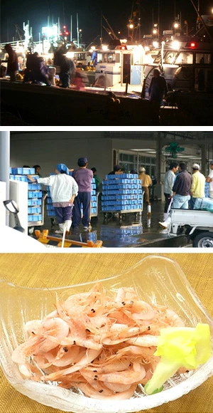 地元 静岡駿河湾産 釜揚げ桜海老 （桜えび） 1kg 【ギフト】 ギフト対応可能 用途に合った包装 のし作成