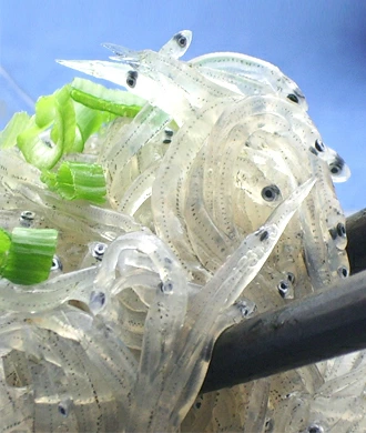 初夏 夏ギフト 贈り物 お中元 海鮮グルメ お取り寄せ ご褒美 酒の肴 おつまみ